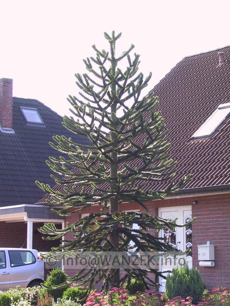 Araucaria araucana  ca 7m.JPG